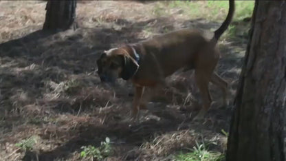 LIMPIADOR DE PATAS PARA PERROS